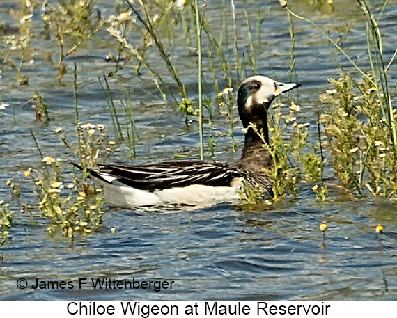 Chiloe Wigeon - © James F Wittenberger and Exotic Birding LLC Chiloe Wigeon - © James F Wittenberger and Exotic Birding LLC
