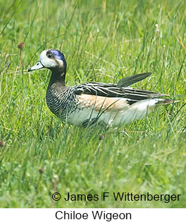 Chiloe Wigeon - &copy; James F Wittenberger and Exotic Birding LLC