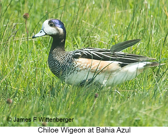 Chiloe Wigeon - © James F Wittenberger and Exotic Birding LLC Chiloe Wigeon - © James F Wittenberger and Exotic Birding LLC