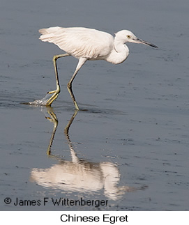 Chinese Egret - © James F Wittenberger and Exotic Birding LLC