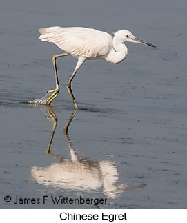 Chinese Egret - © James F Wittenberger and Exotic Birding LLC Chinese Egret - © James F Wittenberger and Exotic Birding LLC