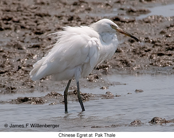 Chinese Egret - © James F Wittenberger and Exotic Birding LLC