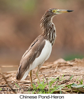 Chinese Pond-Heron - &copy; James F Wittenberger and Exotic Birding LLC