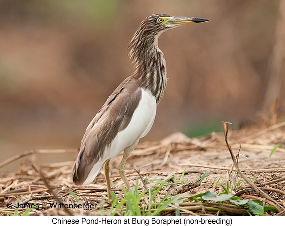 Chinese Pond-Heron - © James F Wittenberger and Exotic Birding LLC