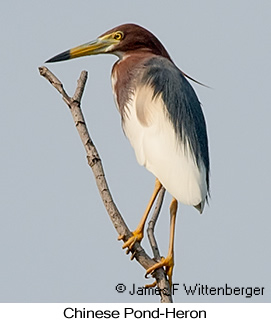 Chinese Pond-Heron - &copy; James F Wittenberger and Exotic Birding LLC