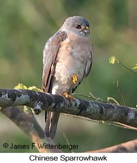Chinese Sparrowhawk - © James F Wittenberger and Exotic Birding LLC