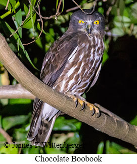 Chocolate Boobook - © James F Wittenberger and Exotic Birding LLC