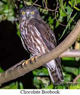 Chocolate Boobook - © James F Wittenberger and Exotic Birding LLC