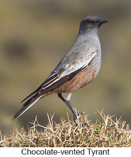 Chocolate-vented Tyrant  - Courtesy Argentina Wildlife Expeditions