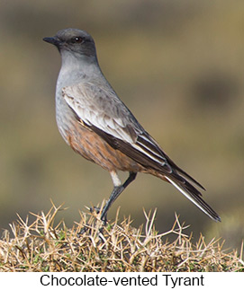 Chocolate-vented Tyrant  - Courtesy Argentina Wildlife Expeditions