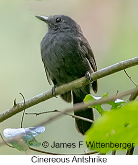 Cinereous Antshrike - © James F Wittenberger and Exotic Birding LLC