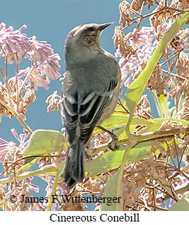 Cinereous Conebill - © James F Wittenberger and Exotic Birding LLC