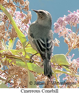 Cinereous Conebill - © James F Wittenberger and Exotic Birding LLC