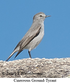 Cinereous Ground-Tyrant - © James F Wittenberger and Exotic Birding LLC