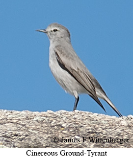 Cinereous Ground-Tyrant - © James F Wittenberger and Exotic Birding LLC