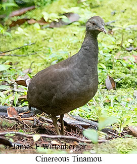 Cinereous Tinamou - &copy; James F Wittenberger and Exotic Birding LLC