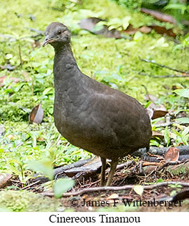 Cinereous Tinamou - &copy; James F Wittenberger and Exotic Birding LLC