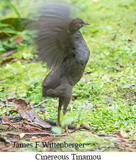 Cinereous Tinamou - &copy; James F Wittenberger and Exotic Birding LLC