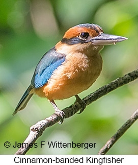 Cinnamon-banded Kingfisher - &copy; James F Wittenberger and Exotic Birding LLC