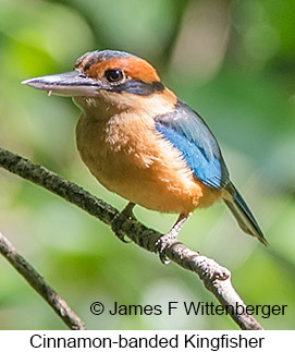 Cinnamon-banded Kingfisher - © James F Wittenberger and Exotic Birding LLC