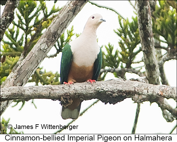 Cinnamon-bellied Imperial-Pigeon - © James F Wittenberger and Exotic Birding LLC