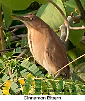 Cinnamon Bittern - &copy; James F Wittenberger and Exotic Birding LLC