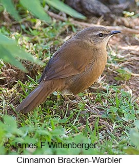 Cinnamon Bracken-Warbler - © James F Wittenberger and Exotic Birding LLC
