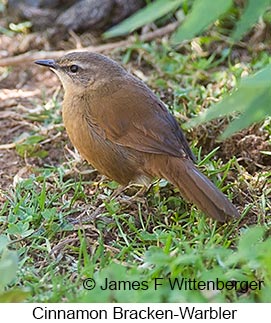 Cinnamon Bracken-Warbler - © James F Wittenberger and Exotic Birding LLC