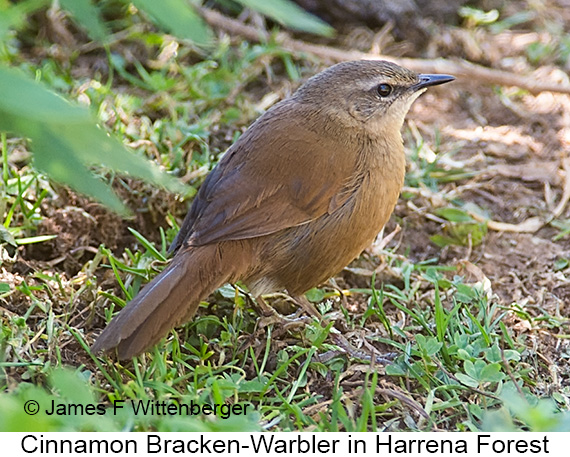 Cinnamon Bracken-Warbler - © James F Wittenberger and Exotic Birding LLC