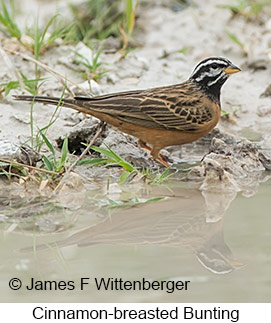 Cinnamon-breasted Bunting - © James F Wittenberger and Exotic Birding LLC