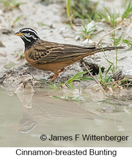 Cinnamon-breasted Bunting - © James F Wittenberger and Exotic Birding LLC