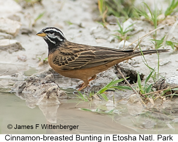 Cinnamon-breasted Bunting - © James F Wittenberger and Exotic Birding LLC