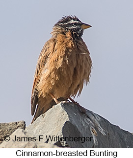 Cinnamon-breasted Bunting - © James F Wittenberger and Exotic Birding LLC Cinnamon-breasted Bunting - © James F Wittenberger and Exotic Birding LLC