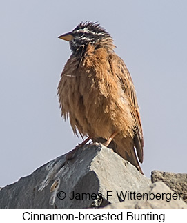 Cinnamon-breasted Bunting - © James F Wittenberger and Exotic Birding LLC Cinnamon-breasted Bunting - © James F Wittenberger and Exotic Birding LLC