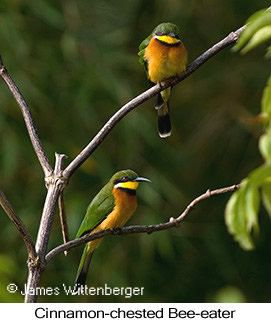 Cinnamon-chested Bee-eater - © James F Wittenberger and Exotic Birding Tours Cinnamon-chested Bee-eater - © James F Wittenberger and Exotic Birding Tours