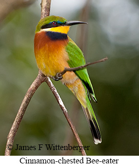 Cinnamon-chested Bee-eater - © James F Wittenberger and Exotic Birding LLC