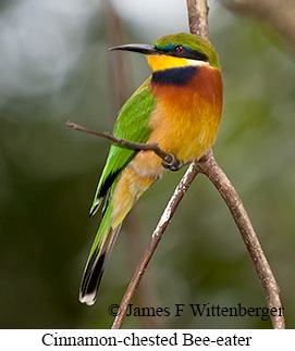 Cinnamon-chested Bee-eater - © James F Wittenberger and Exotic Birding LLC Cinnamon-chested Bee-eater - © James F Wittenberger and Exotic Birding LLC