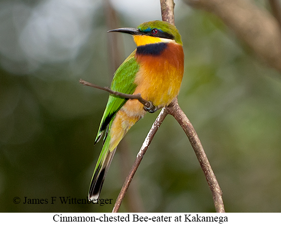 Cinnamon-chested Bee-eater - © James F Wittenberger and Exotic Birding LLC