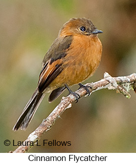 Cinnamon Flycatcher - © Laura L Fellows and Exotic Birding LLC