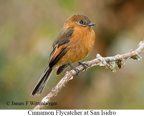 Cinnamon Flycatcher - &copy; James F Wittenberger and Exotic Birding LLC
