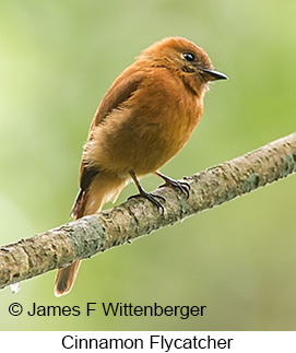 Cinnamon Flycatcher - © James F Wittenberger and Exotic Birding LLC