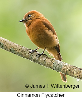 Cinnamon Flycatcher - © James F Wittenberger and Exotic Birding LLC Cinnamon Flycatcher - © James F Wittenberger and Exotic Birding LLC