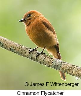 Cinnamon Flycatcher - © James F Wittenberger and Exotic Birding LLC