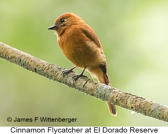 Cinnamon Flycatcher - © James F Wittenberger and Exotic Birding LLC