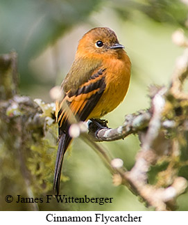 Cinnamon Flycatcher - © James F Wittenberger and Exotic Birding LLC