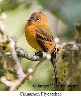 Cinnamon Flycatcher - © James F Wittenberger and Exotic Birding LLC