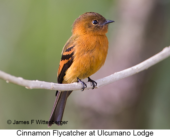 Cinnamon Flycatcher - © James F Wittenberger and Exotic Birding LLC