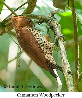 Cinnamon Woodpecker - © Laura L Fellows and Exotic Birding LLC