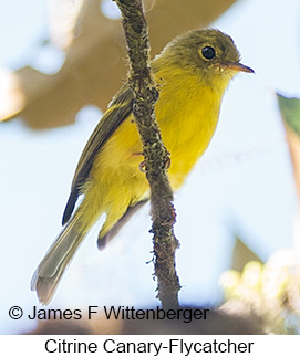 Citrine Canary-Flycatcher - © James F Wittenberger and Exotic Birding LLC