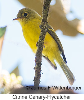 Citrine Canary-Flycatcher - © James F Wittenberger and Exotic Birding LLC